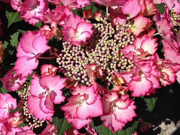 HORTENSIA French Cancan ® rose