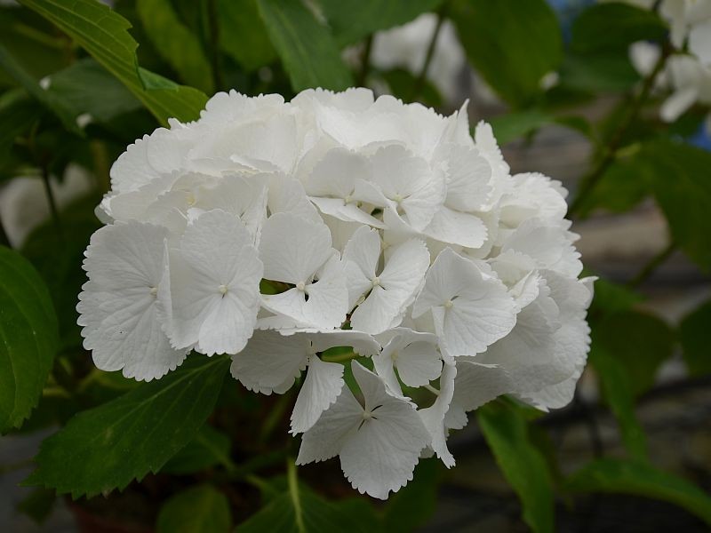 Hortensia Schneeball