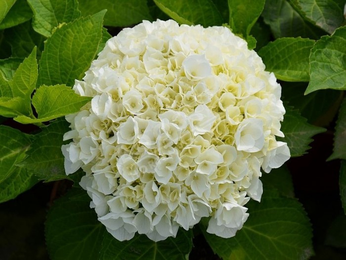 Comment garder un hortensia blanc