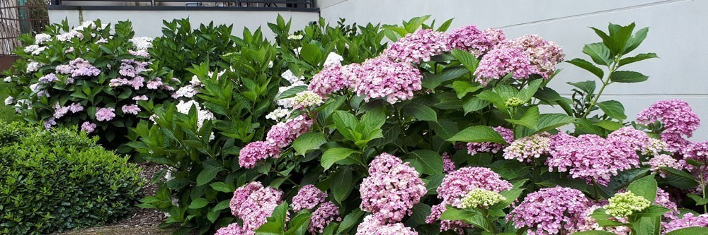 Hortensia Fleurs En Boule Hortensia Hydrangea